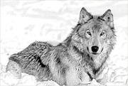 Kenta,el lobo de Pridelands 2583260758